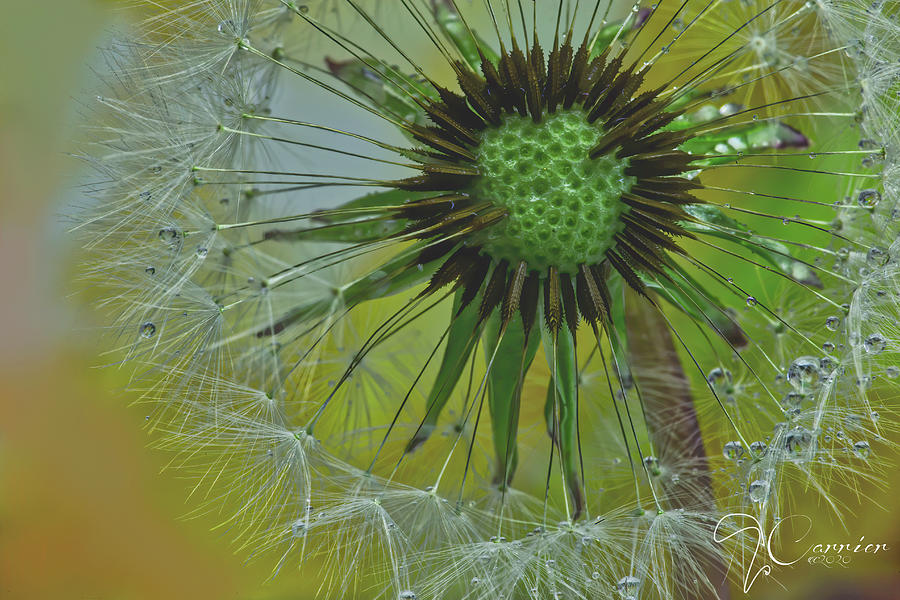 Dandelion in Lime Photograph by Evie Carrier