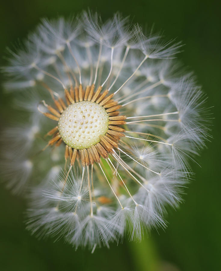 Dandelion In Macro Photograph by Scott Burd - Fine Art America