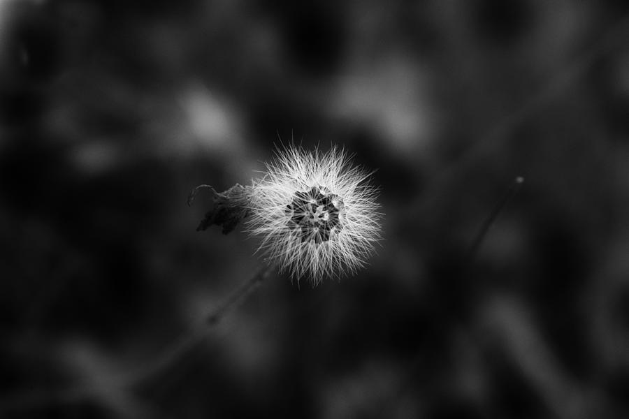 Dandelion in Monochrome/Artwork  Photograph by Aleksandrs Drozdovs