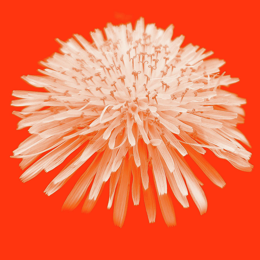 Dandelion on Orange Background Photograph by Joan Han