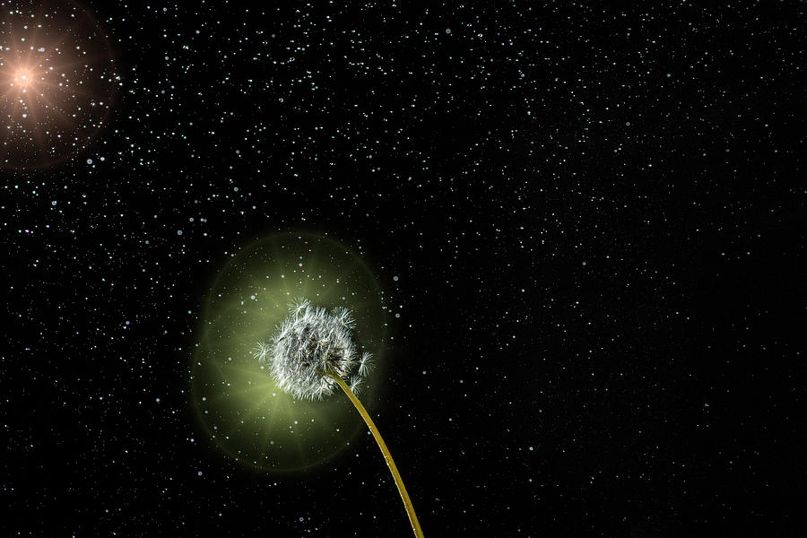 Dandelion in seed form glowing Photograph by Dan Friend