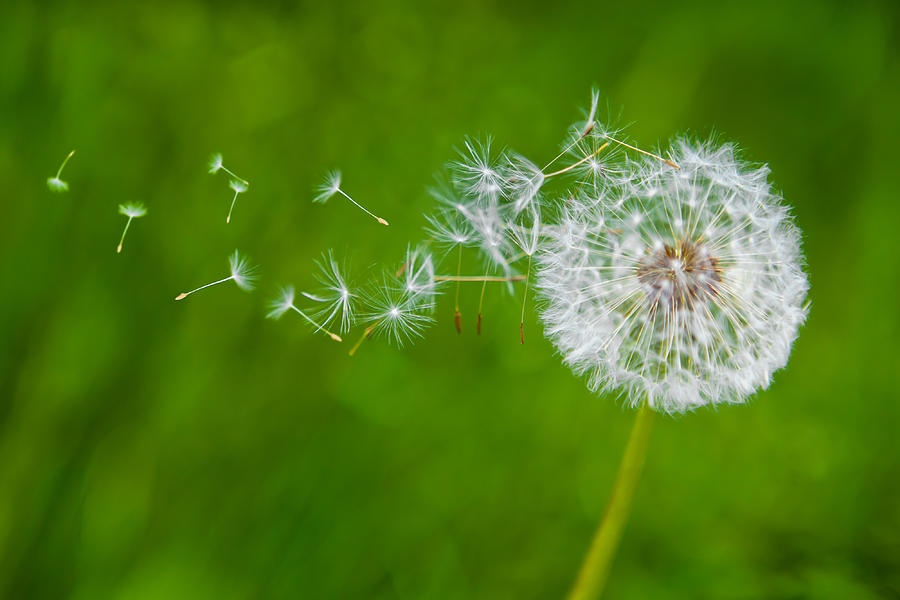 Dandelion in the wind Photograph by Diane39