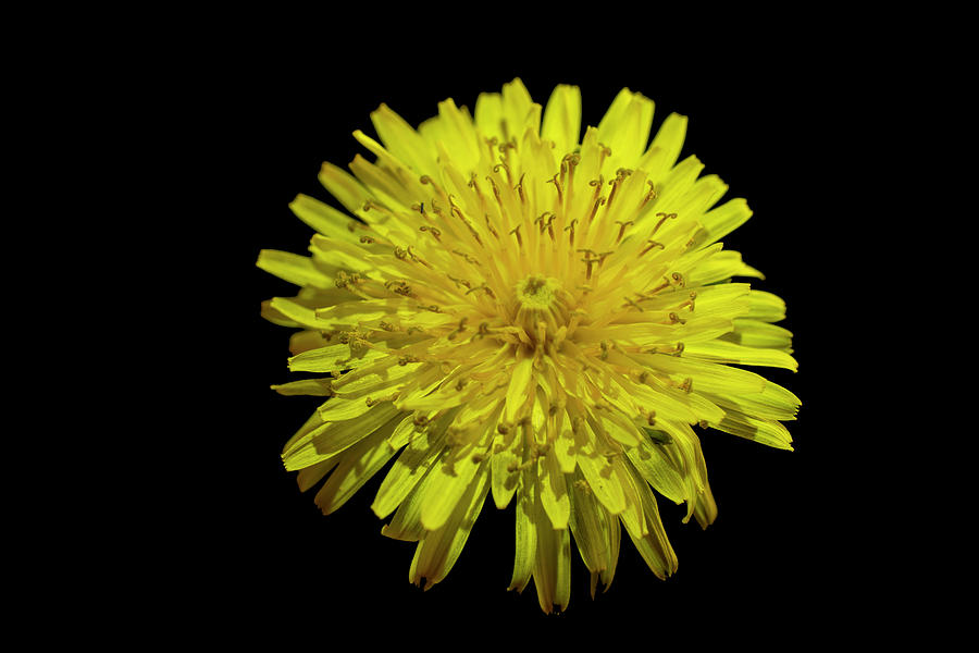 Dandelion Pyrography by Juan Fernandez - Fine Art America