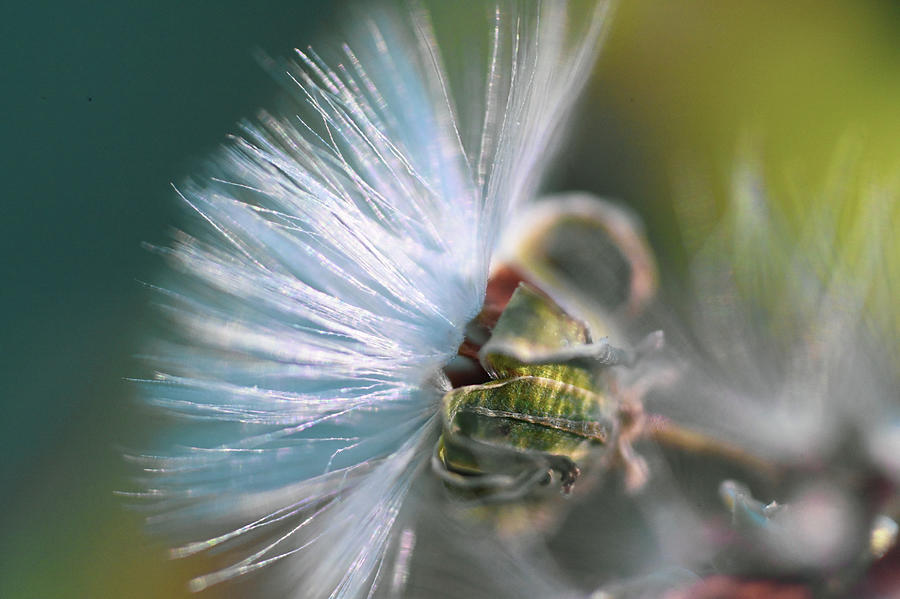 Nature Photograph - Dandelion  by Katy L