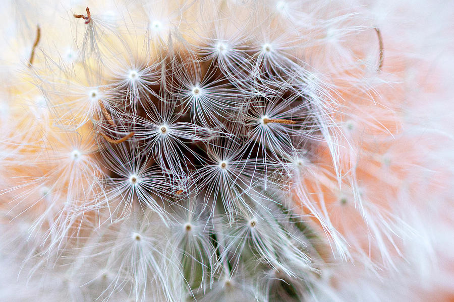Dandelion Lace Photograph by Vanessa Thomas