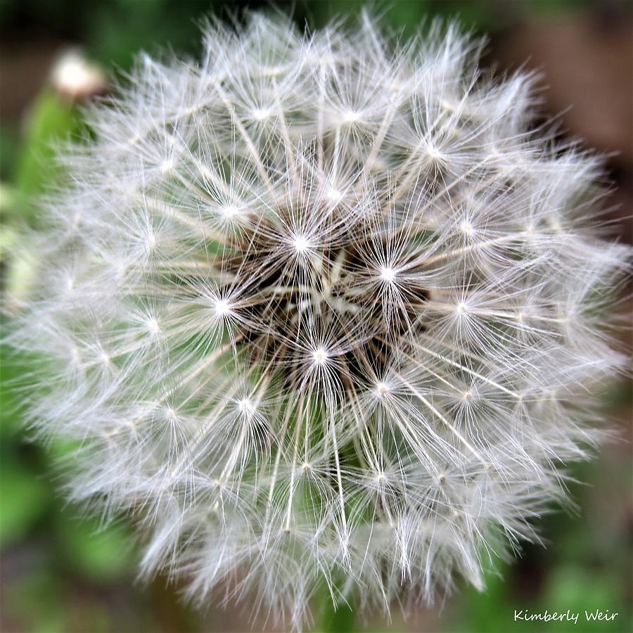 Dandelion Love Photograph by Kimberly Weir - Pixels