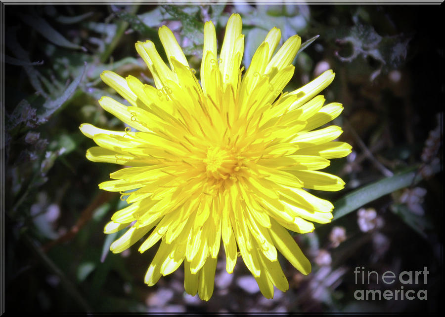 Dandelion Photograph by Lydia Holly - Fine Art America