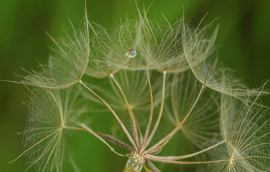 Dandelion Macro with Waterdroplet Photograph by Jean Noren
