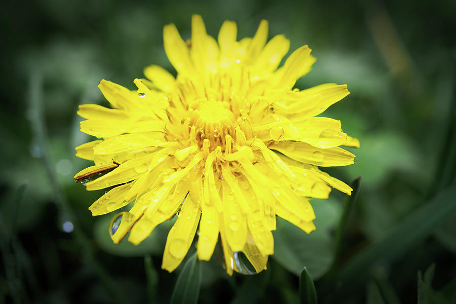 Dandelion Macro Yellow on Green Photograph by Jason Fink
