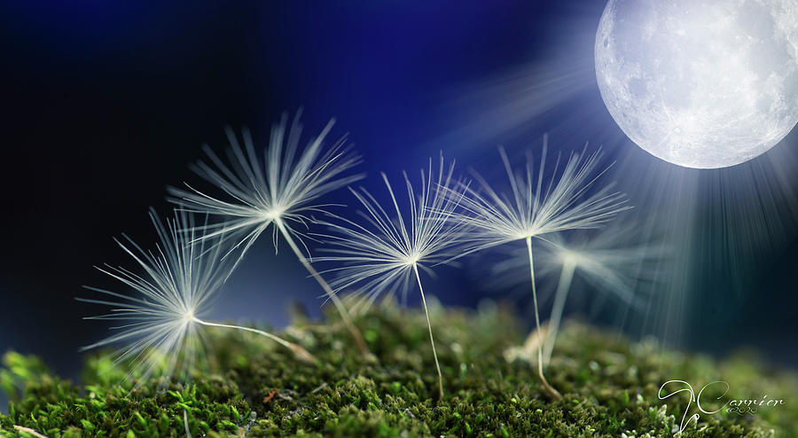 Dandelion Moon Photograph by Evie Carrier