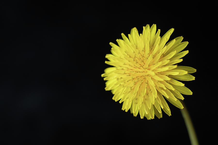 Dandelion on Black Background 02 Photograph by Jason Champaigne