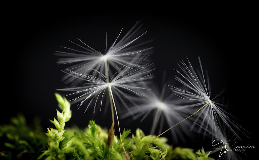 Dandelion on Black Photograph by Evie Carrier