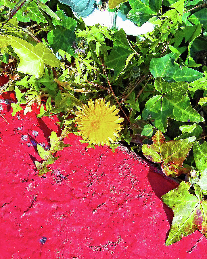 Dandelion on Red Concrete by Andrew Lawrence Dandelion on Red Concrete by Andrew Lawrence