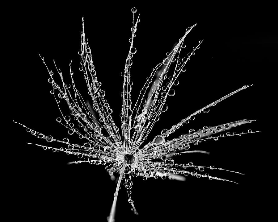 Dandelion Pappus Photograph by Nigel R Bell