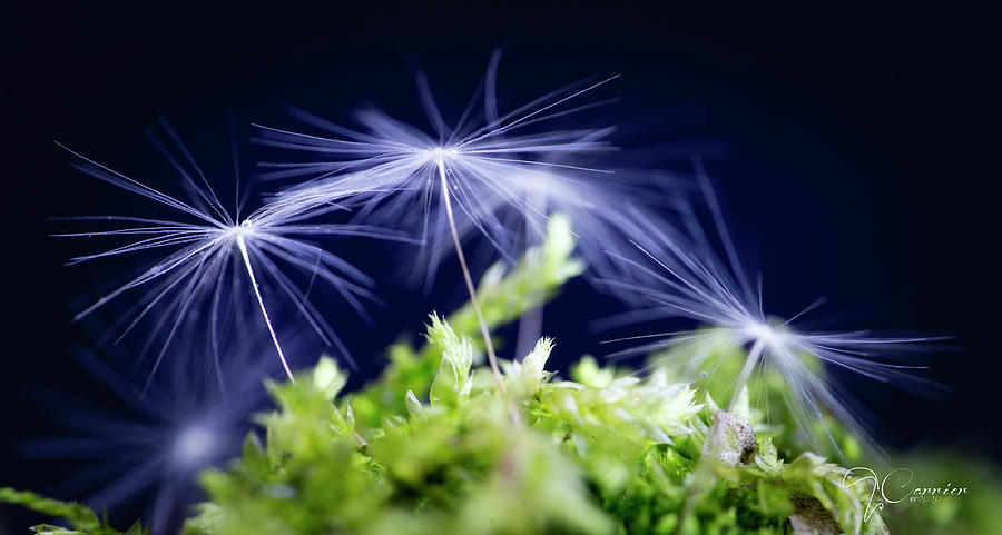 Summer Photograph - Dandelion Parachutes on Lavender by Evie Carrier