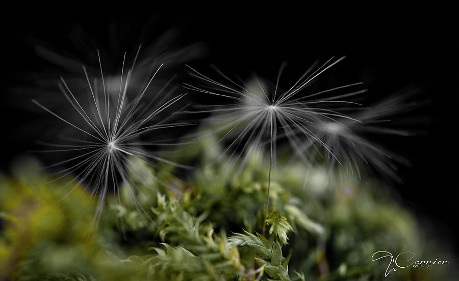Dandelion Parachutes on Moss Photograph by Evie Carrier