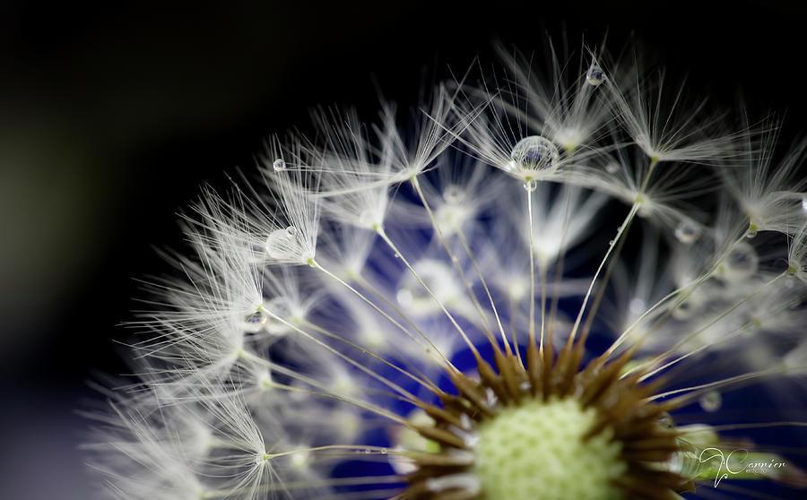Dandelion Parachutes with Jewels Photograph by Evie Carrier