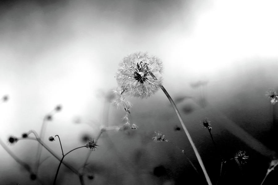 Dandelion Portrait Photograph by Tim Kuret