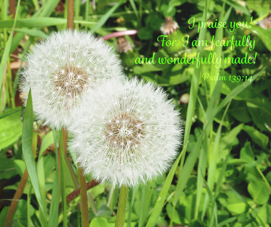 Dandelion Psalm Photograph by Jean Beaber - Pixels