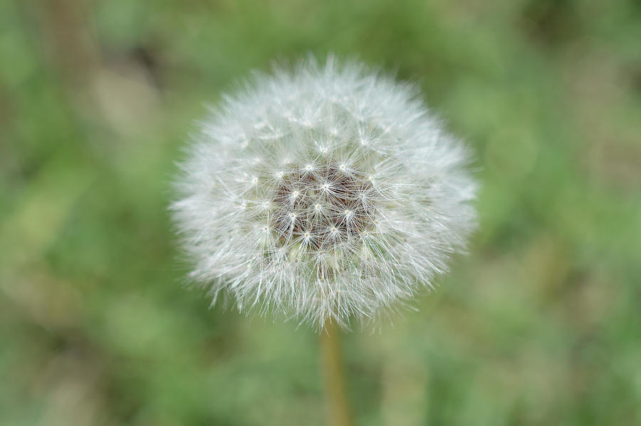 Dandelion puff ball Photograph by Jennifer Wallace - Fine Art America