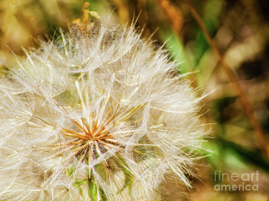 Dandelion Puff, Flower, Nature Photography, Close up Digital Art by Patricia Awapara