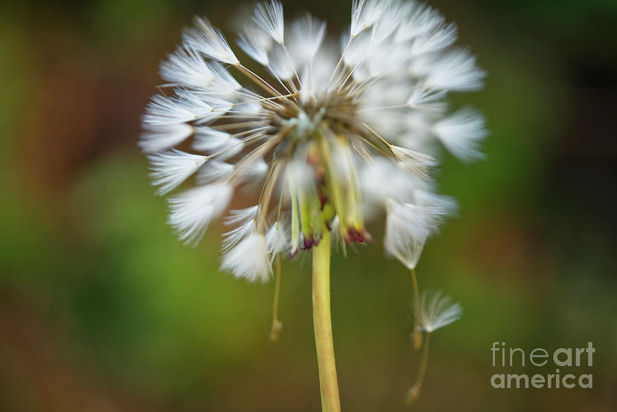 Dandelion Puffball With Falling Parachutes Photograph