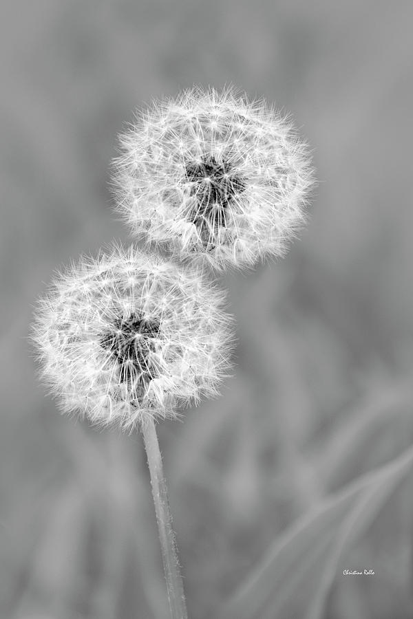 Dandelion Puffs Black And White Photograph by Christina Rollo