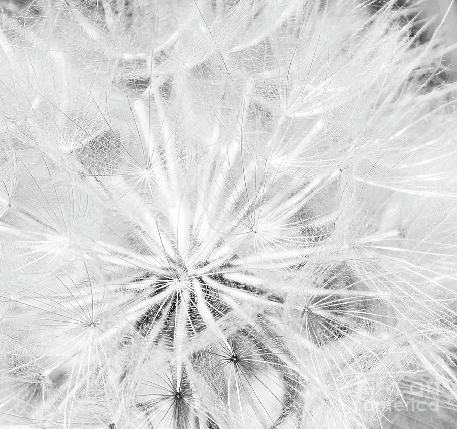 Dandelion Puffs in Black and White Photography Digital Art by Patricia Awapara