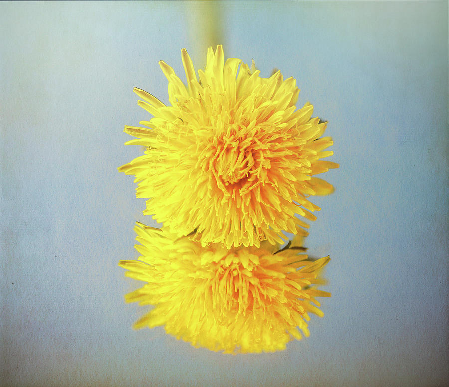 Dandelion Reflection Textured Photograph by Dan Sproul