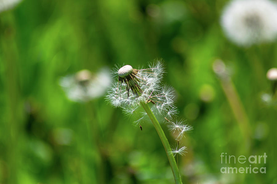 Dandelion Remnants, Spring Photograph