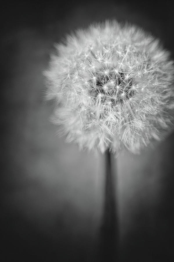 Dandelion Photograph by Scott Norris