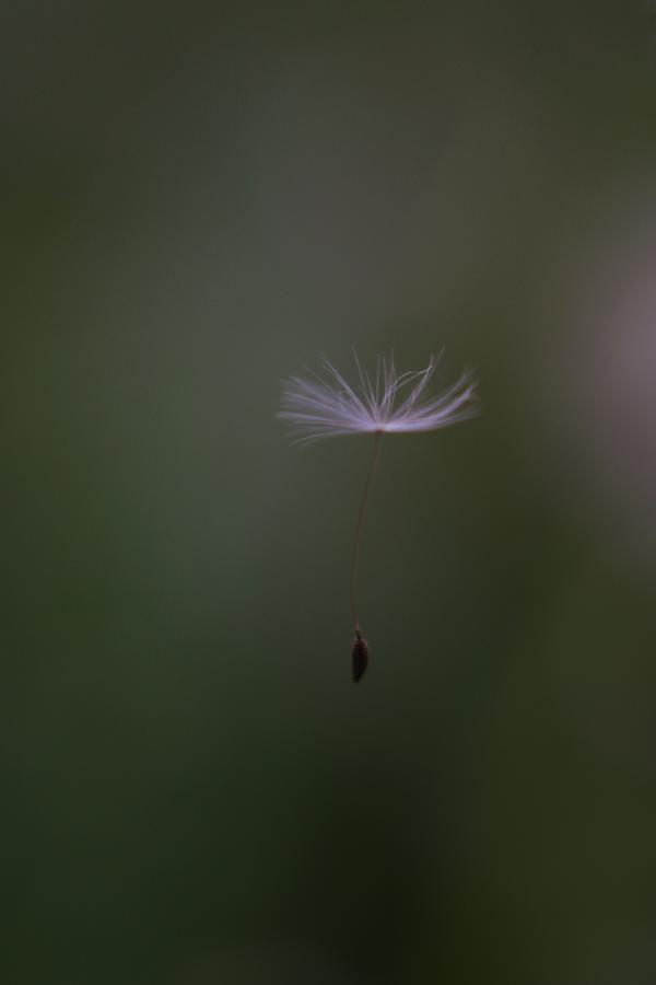 Dandelion Seed 1 Photograph by Stephanie Hollingsworth