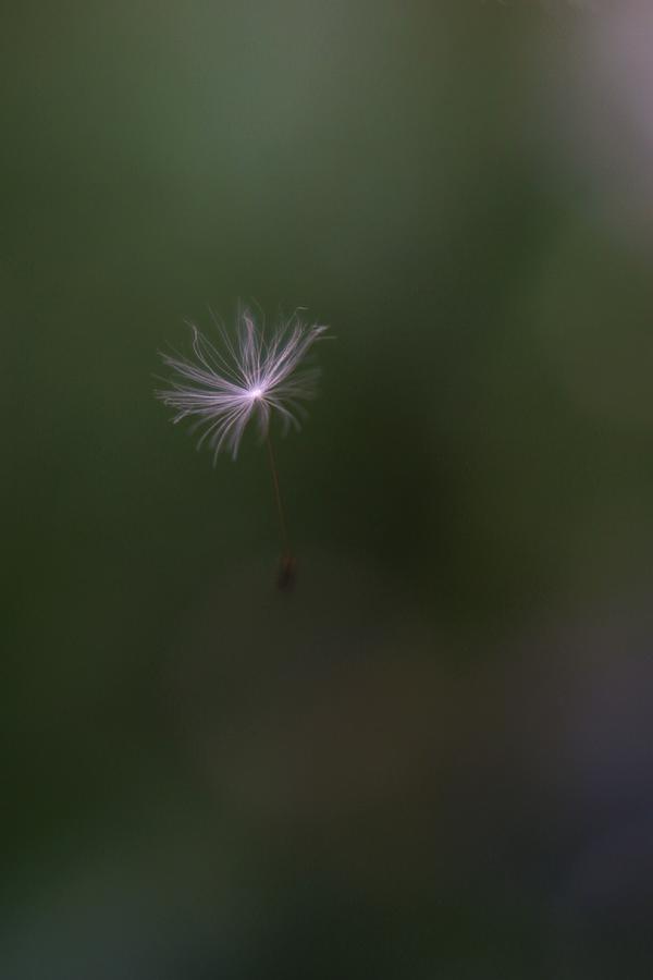 Dandelion Seed 2 Photograph by Stephanie Hollingsworth
