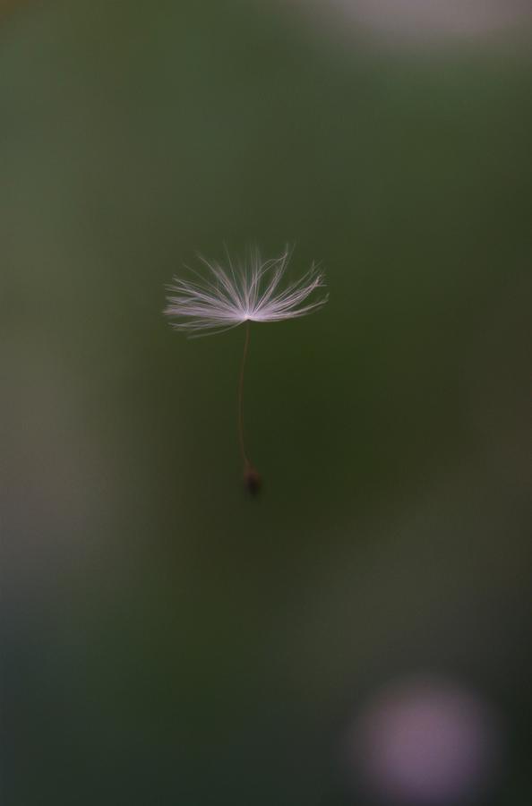 Dandelion Seed 3 Photograph by Stephanie Hollingsworth