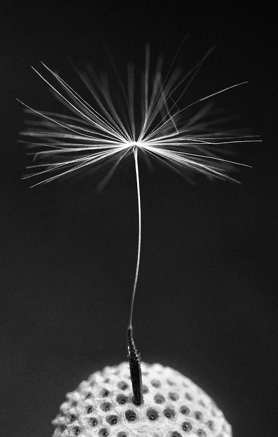Dandelion Seed Black and White by Trevor Slauenwhite Dandelion Seed Black and White by Trevor Slauenwhite