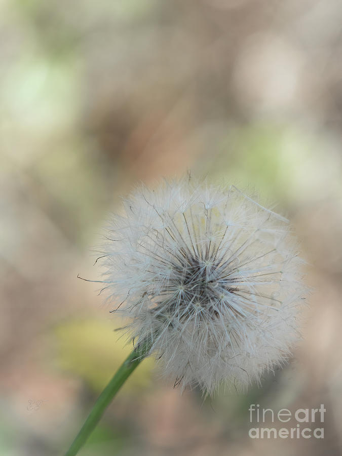 Dandelion Seed Head 2 Photograph by Elaine Teague
