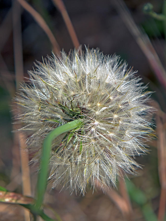Dandelion Seed Head 4 Photograph by Elaine Teague