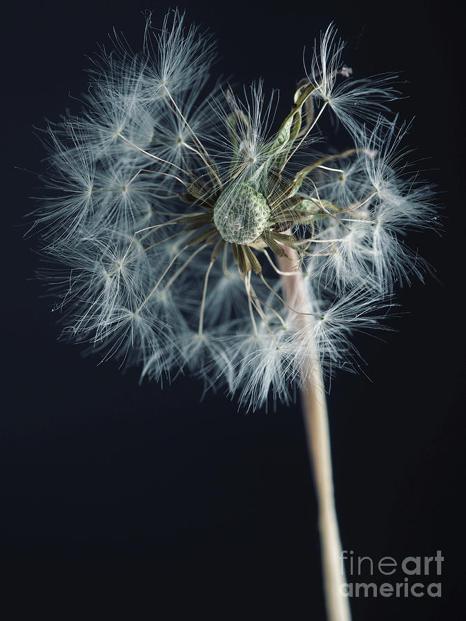 Dandelion seed head Photograph by Andreas Berheide