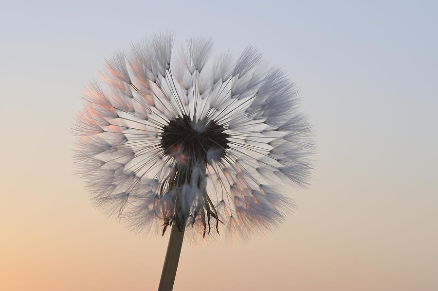 Dandelion seed head at sunrise. Photograph by Martin Ruegner