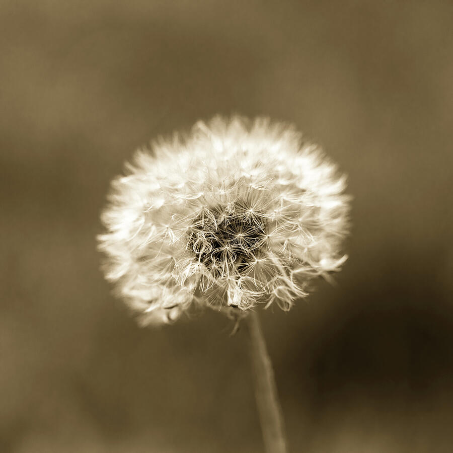 Dandelion Seed Head Brown Tone Photograph by Tanya C Smith