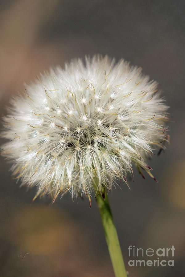 Dandelion Seed Head Photograph by Elaine Teague