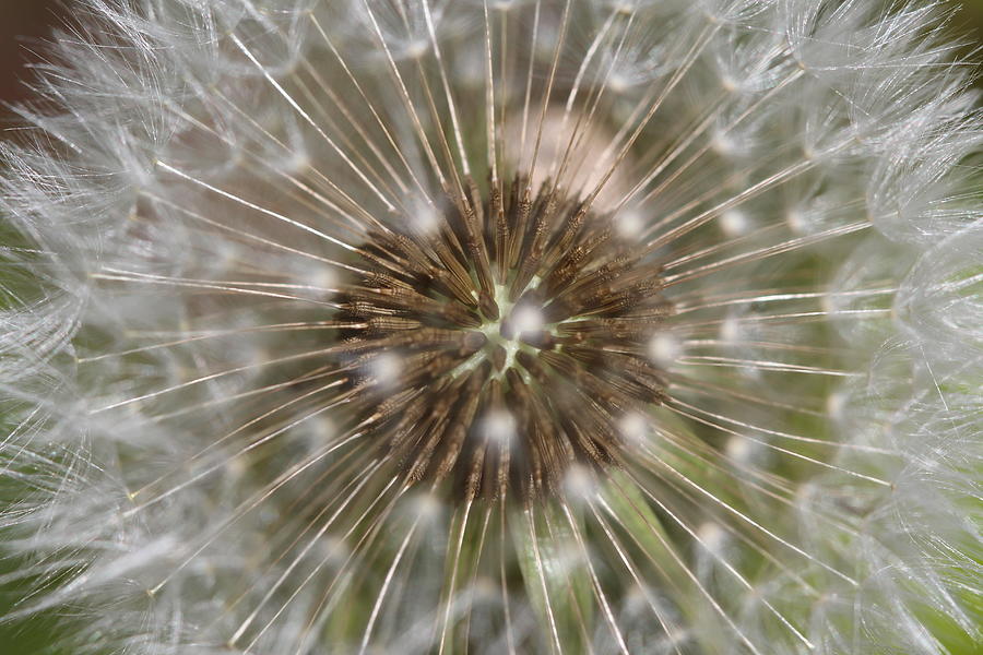 Dandelion seed head puffball with florets  Photograph by Tom Conway