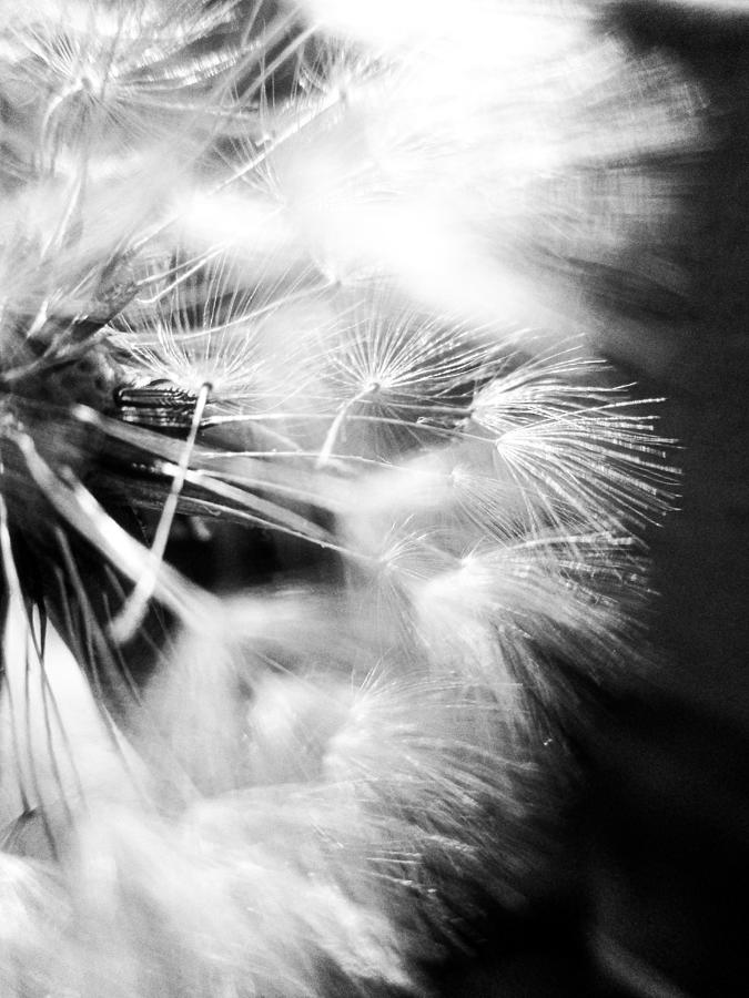 Dandelion Seed Head Photograph by W Craig Photography