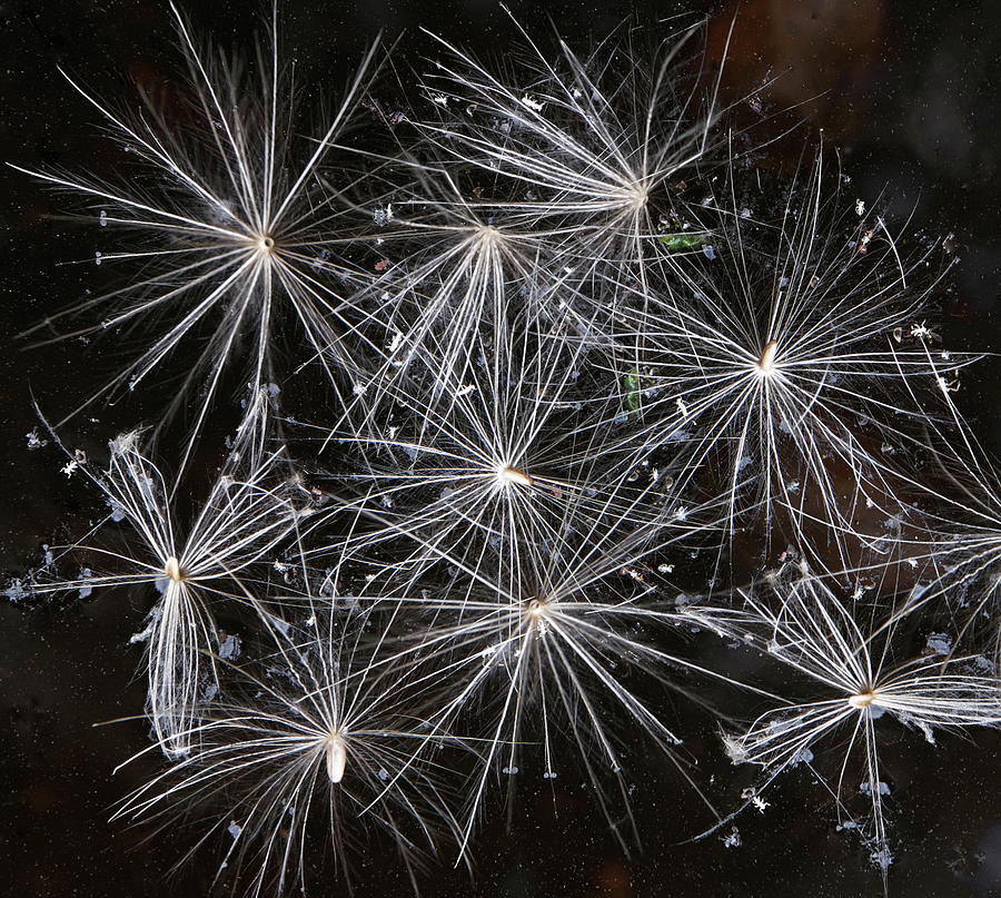 Dandelion Seed Heads Photograph by Jeff Townsend