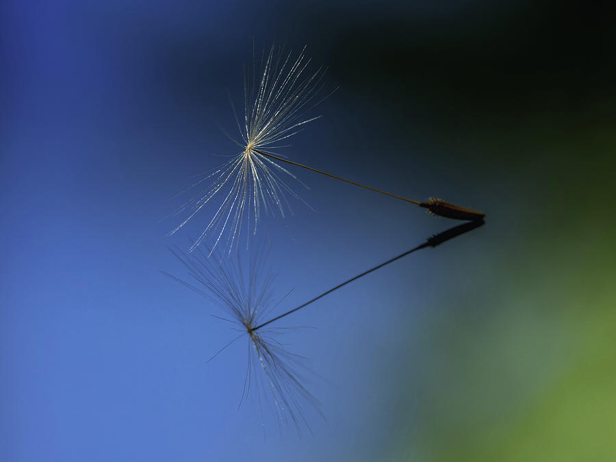 Dandelion Seed Macro Photograph by Framing Places