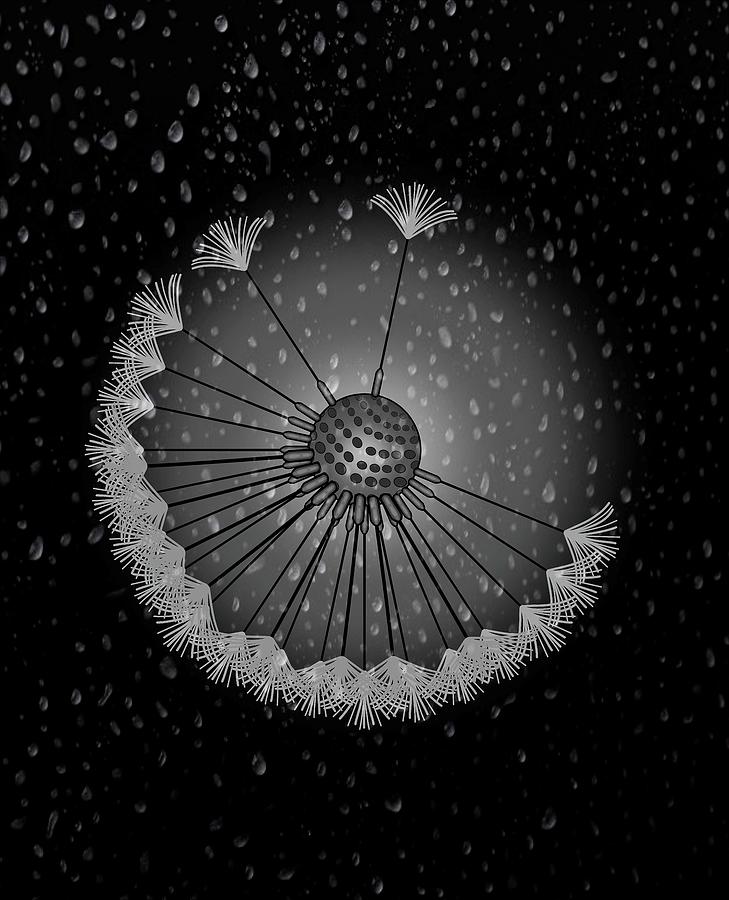 Dandelion Seed Rain Droplets Black And White Drawing by Joan Stratton
