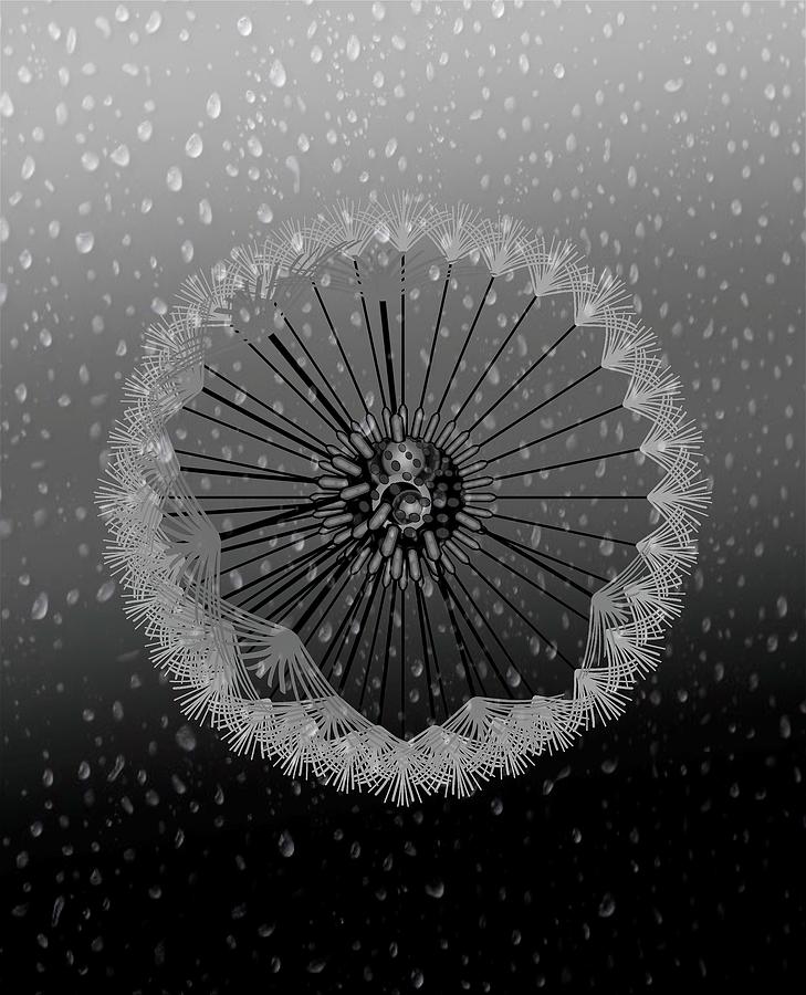 Dandelion Seed Silver Fade To Black Rain Drawing by Joan Stratton