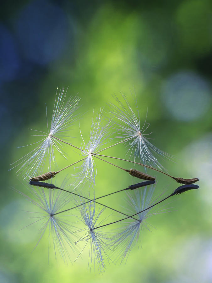 Dandelion Seed Triplet Photograph by Framing Places