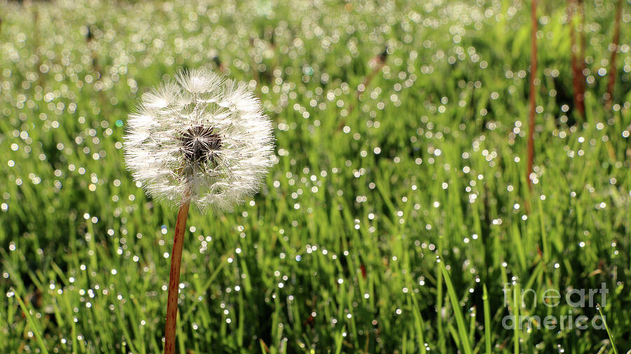Dandelion seedhead in morning sunshine dew filled lawn Photograph by Adam Long