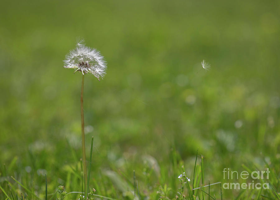 Dandelion Seedhead In The Wind Photograph